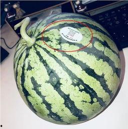 网红吃瓜点,揭秘娱乐圈幕后真相