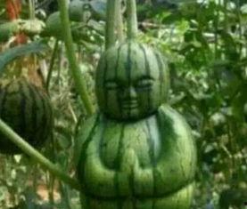 武都吃瓜网红事件真相,真相背后的网络舆论风暴