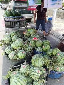 拉萨网红吃瓜事件视频大全,视频大全揭秘网络热点背后的真相